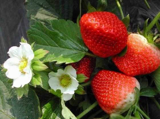 腐植酸成功案例產品